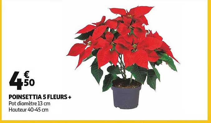 poinsettia 5 fleurs+