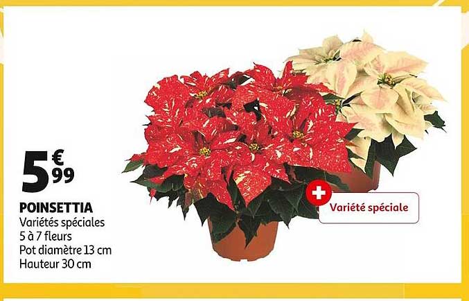 poinsettia