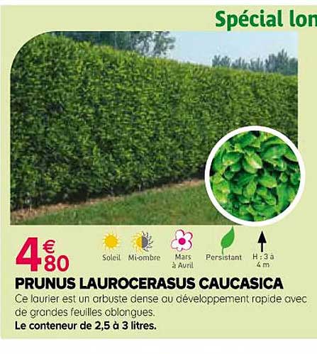 prunus laurocerasus caucasica