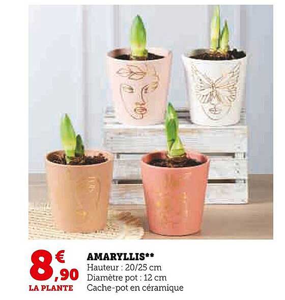 amaryllis