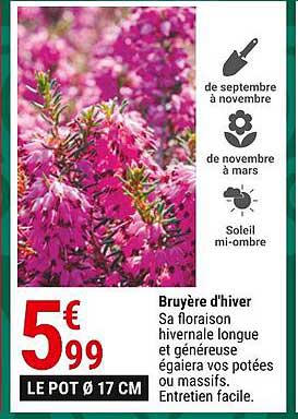 bruyère d'hiver