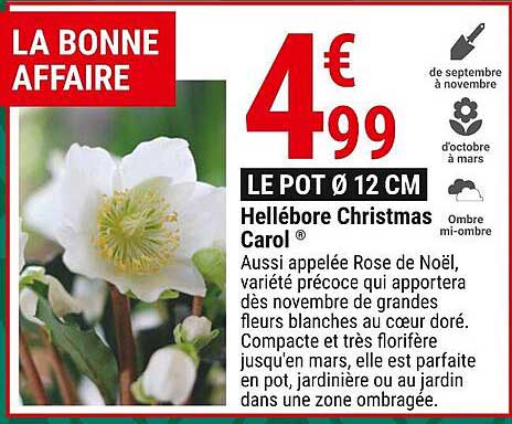 hellébore christmas carol