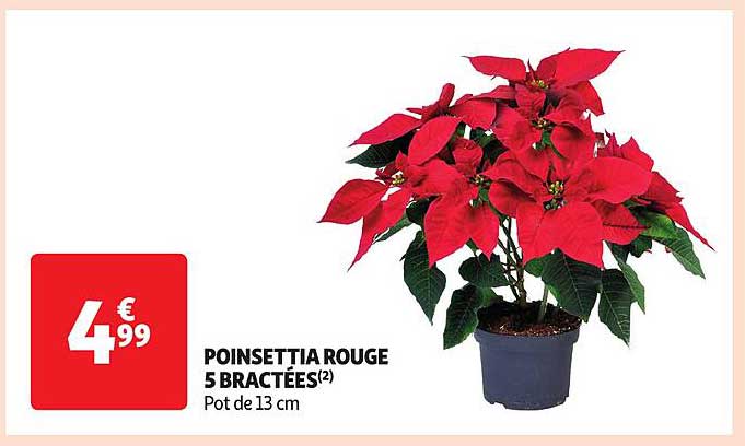 poinsettia rouge 5 bractées