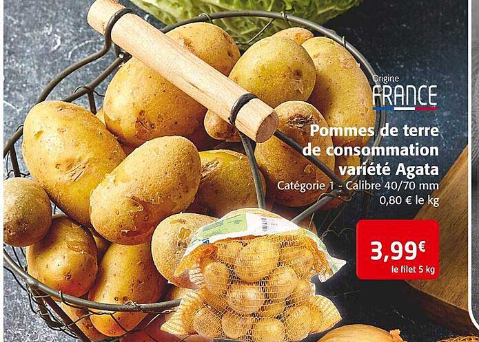 pommes de terre de consommation variété agata