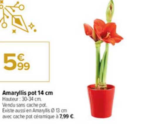 amaryllis pot 14 cm