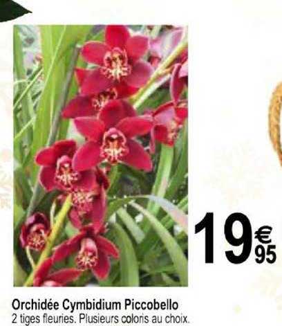 Orchidée Cymbidium Piccobello
