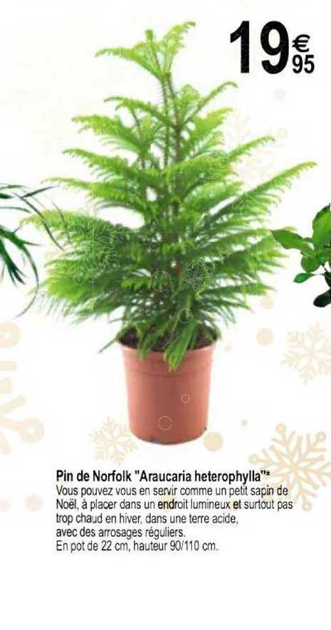 pin de norfolk  "araucaria heterophylla"