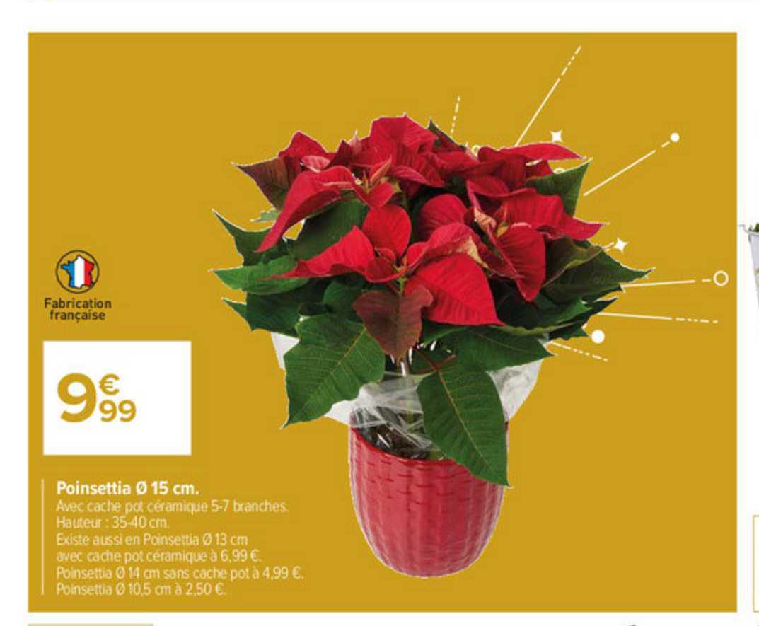poinsettia 15 cm