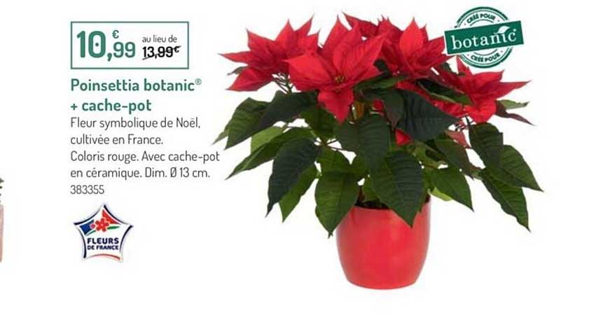 poinsettia botanic + cache-pot