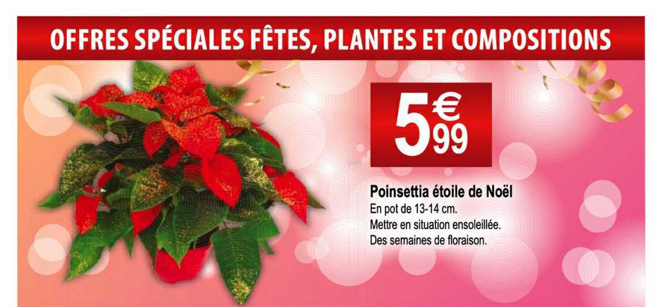 poinsettia étoile de noël