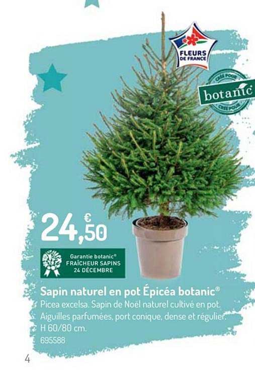 Sapin Naturel En Pot épicéa Botanic