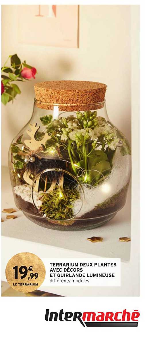 terrarium deux plantes avec décors et guirlande lumineuse