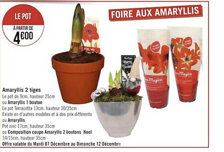amaryllis 2 tiges ou amaryllis 1 bouton