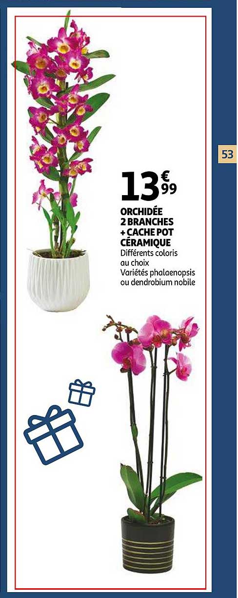 Orchidée 2 Branches + Cache Pot Céramique
