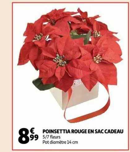 poinsettia rouge en sac cadeau