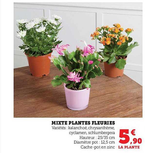 mixte plantes fleuries
