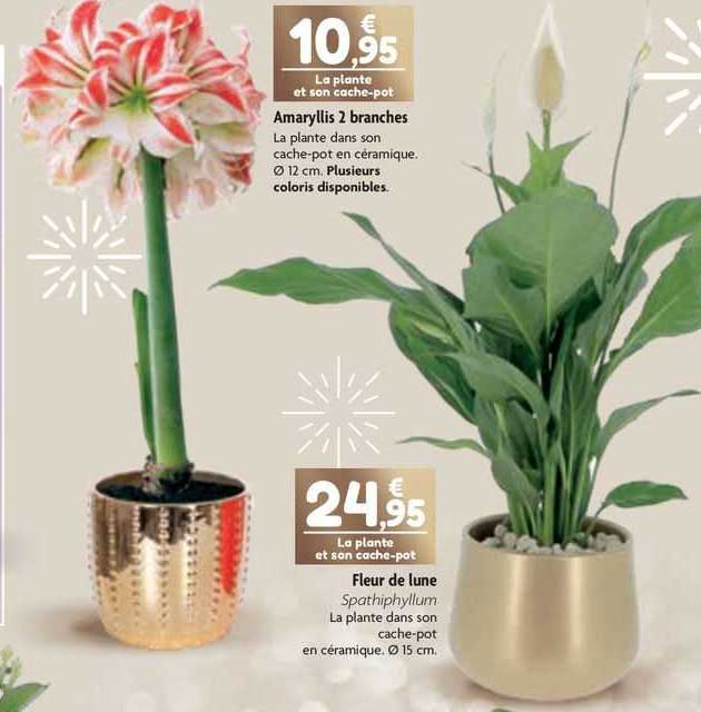 amaryllis 2 branches, fleur de lune