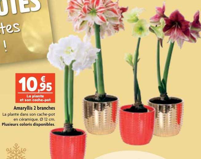 amaryllis 2 branches