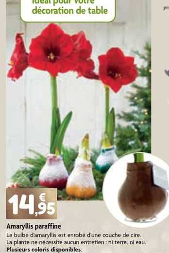 amaryllis paraffine