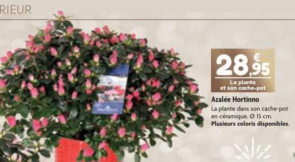 Azalée Hortinno