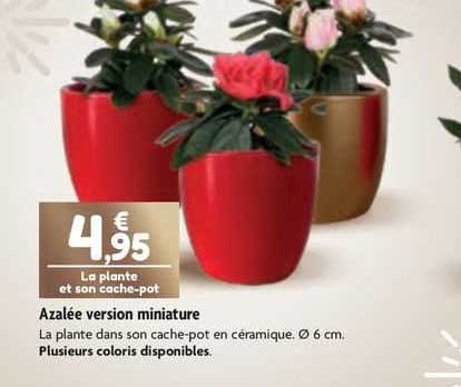 azalée version miniature