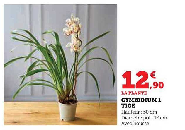 cymbidium 1 tige
