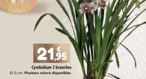 cymbidium 2 branches