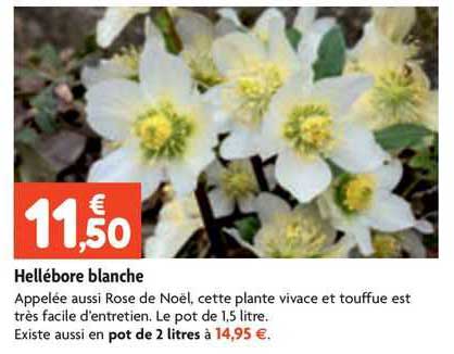 hellébore blanche