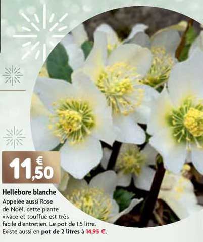 hellébore blanche