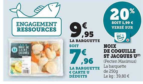 noix de coquille st jacques u