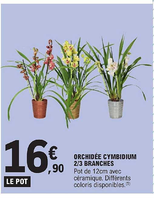 orchidée cymbidium 2/3 branches
