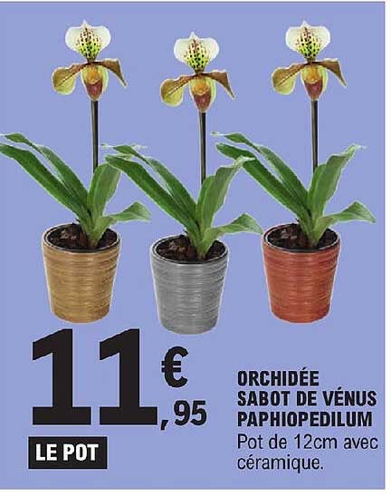 Orchidée Sabot De Vénus Paphiopedilum
