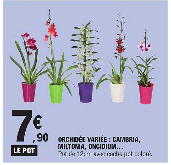 orchidée variée : cambria, miltonia, oncidium...