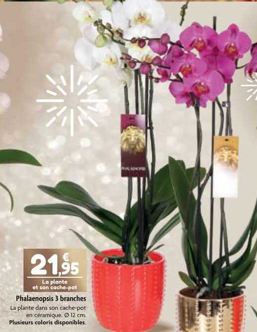 Phalaenopsis 3 Branches