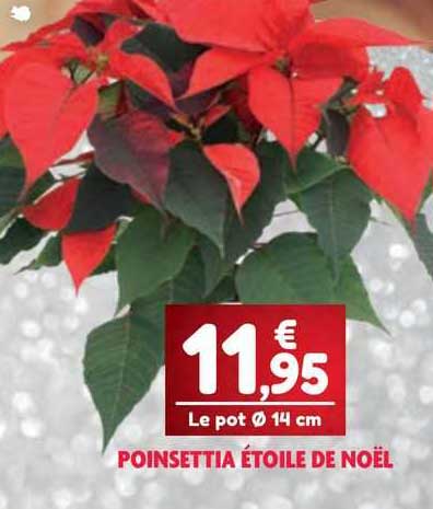 poinsettia étoile de noël