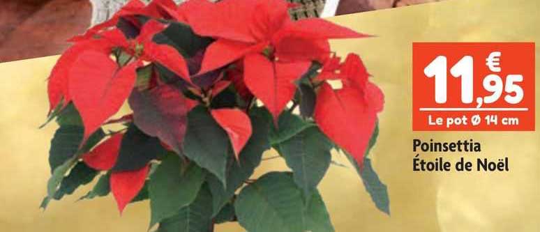 poinsettia étoile de noël