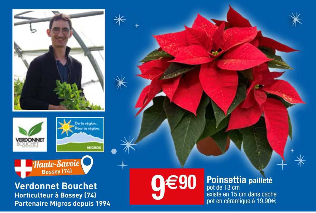 poinsettia pailleté