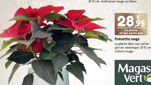 poinsettia rouge