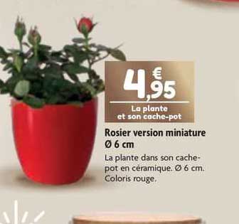 rosier version miniature ø 6 cm