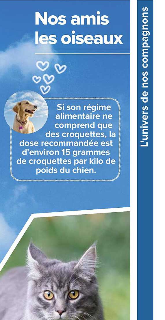 nos amis les oiseaux