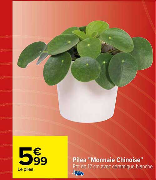 Pilea "monnaie Chinoise"