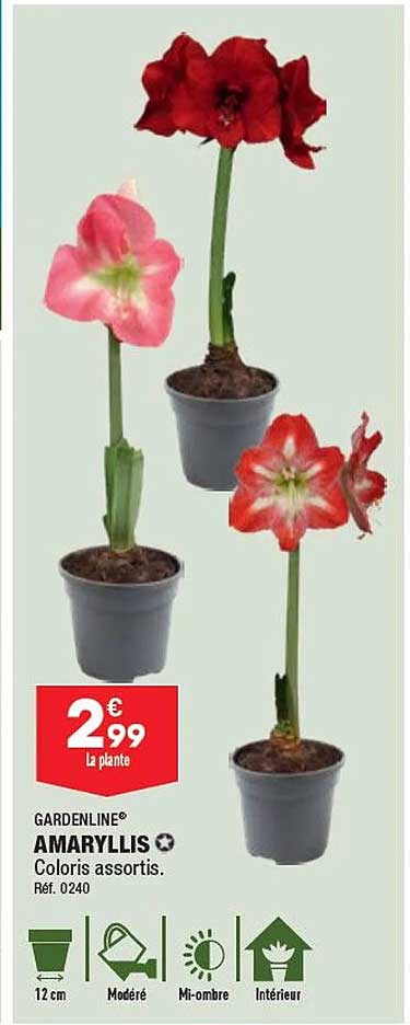 amaryllis gardenline