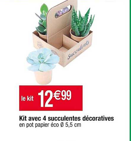 ki avec 4 succulentes décoratives
