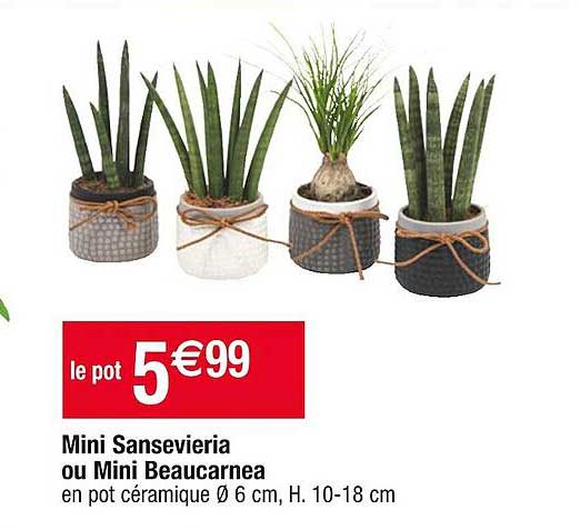 Mini Sansevieria Ou Mini Beaucarnea