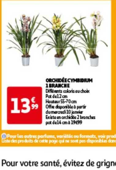 orchidée cymbidium 1 branche