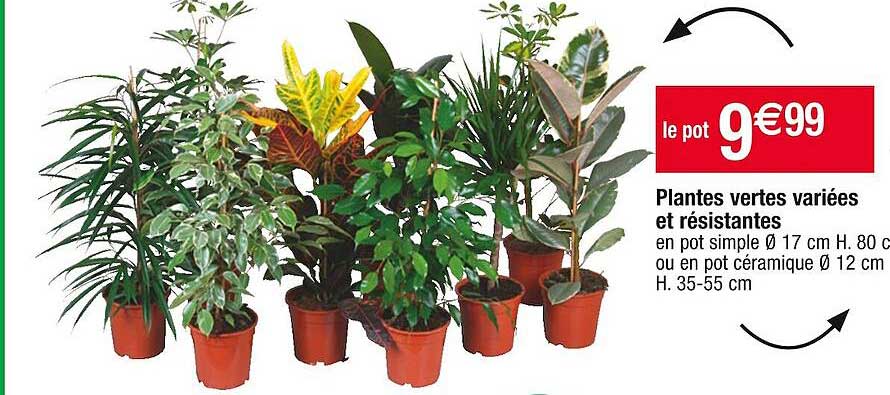 plantes vertes variées et résistantes