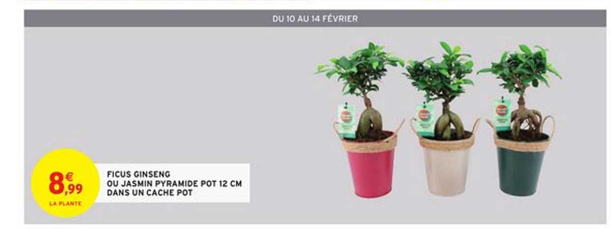 ficus ginseng ou jasmin pyramide pot 12 cm dans un cache pot