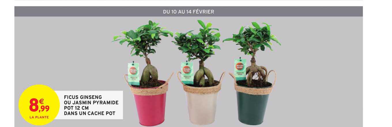 ficus ginseng ou jasmon pyramide pot 12 cm dans un cache pot