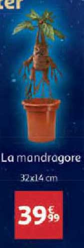 la mandragore