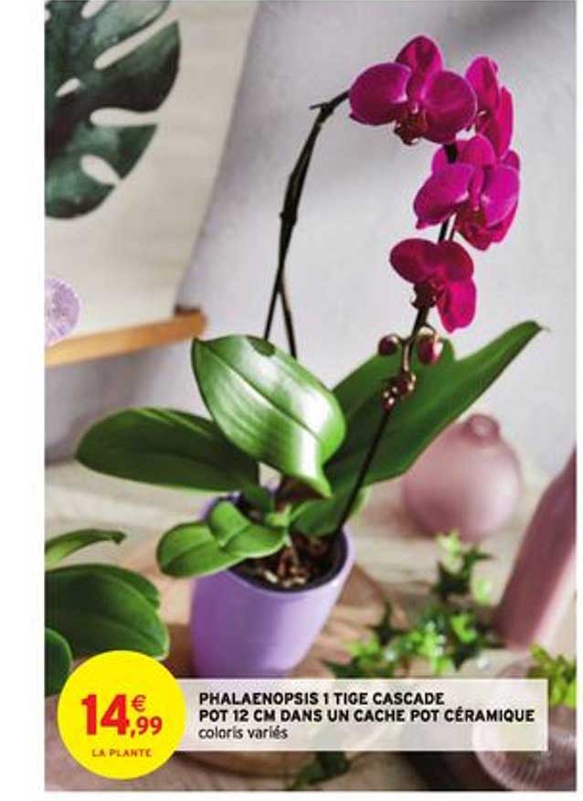 phalaenopsis 1 tige cascade pot 12 cm dans un cache pot céramique